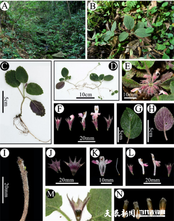 雷公山假糙苏生境及植株形态（江国彬 摄）.jpg