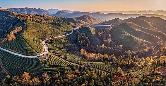 位于安顺市镇宁自治县的江龙欧标茶园基地_张燕摄.jpg