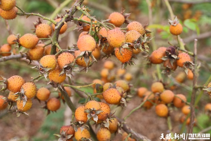 17728935602753.jpg 安顺金刺梨。安顺市委宣传部供图。.jpg