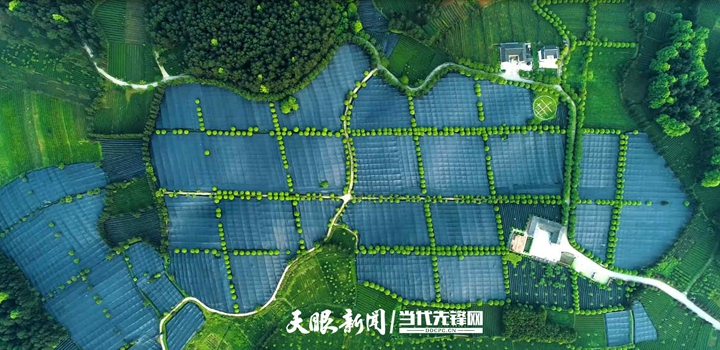 位于铜仁市江口县的欧标抹茶基地。江口县委宣传部供图.jpg