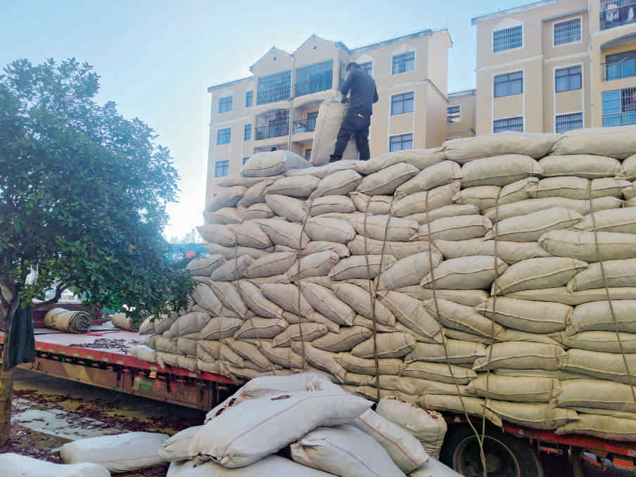 黔南州瓮安县强村农业发展有限公司工作人员在装车发货_贵州日报天眼新闻记者  向莉君 摄.png