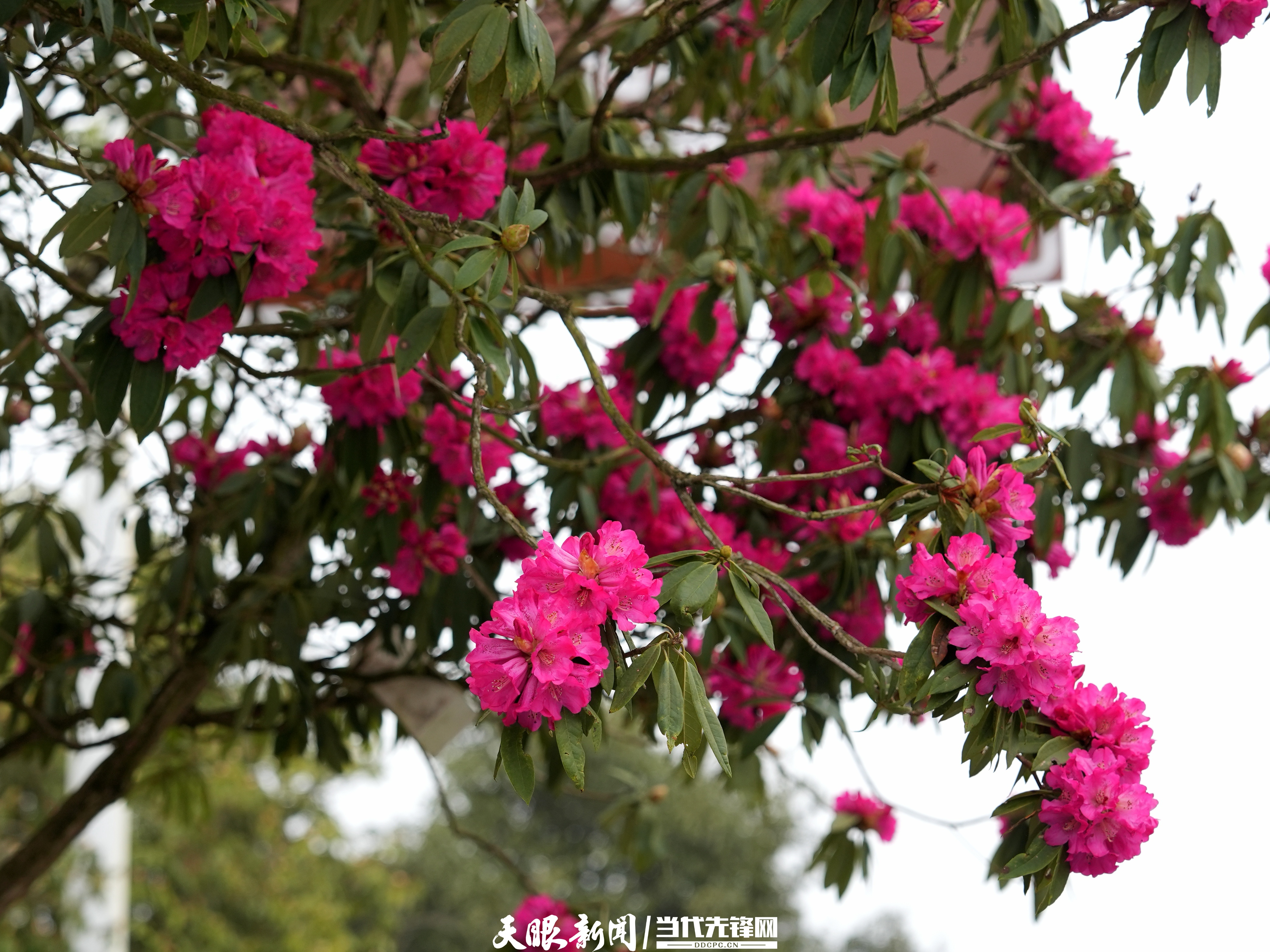 dD0xNzczNTM3MDIwX3I9OWI3ZDEwYmRfdz0xMDgwX3E9MTAwX2U9anBn.webp 17735042122610.jpg