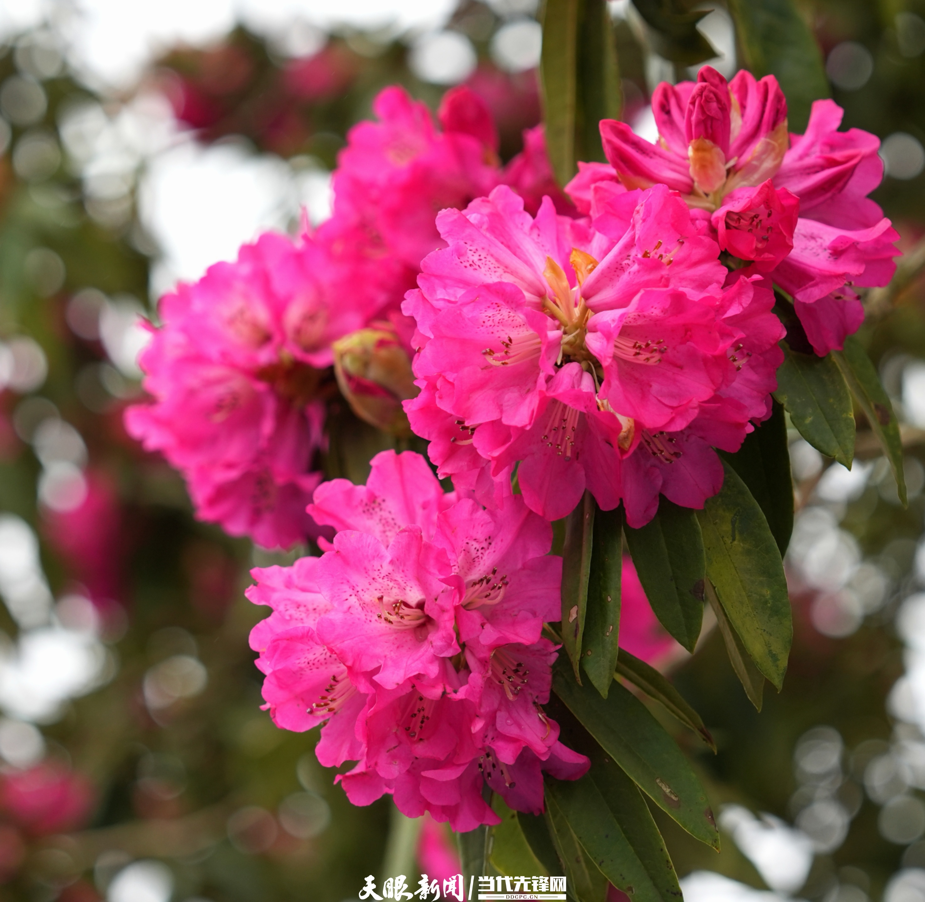 dD0xNzczNTM3MDU0X3I9Njg2YzZiNDJfdz0xMDgwX3E9MTAwX2U9anBn.webp 17735042145834.jpg