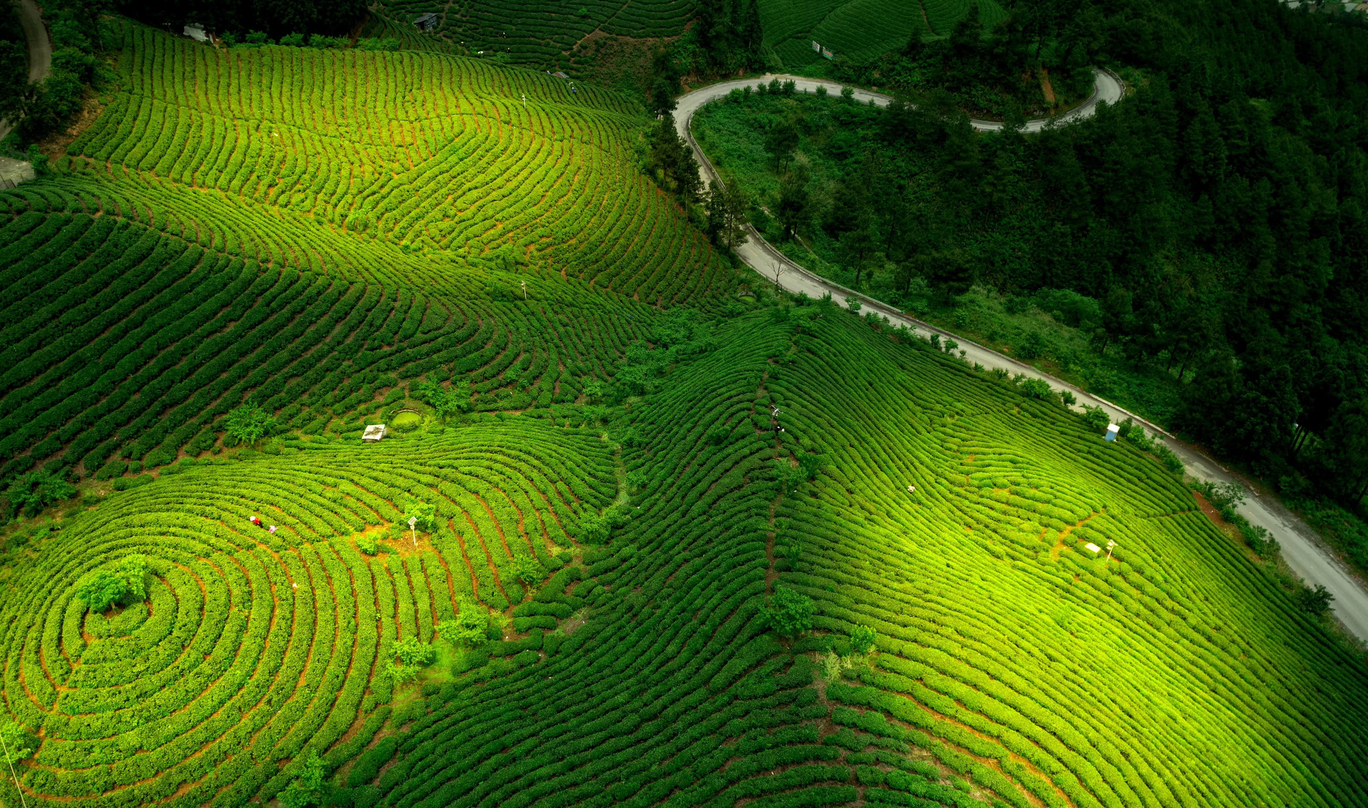 茶农采茶拍摄于科委茶场，侯星明摄 (2).jpg