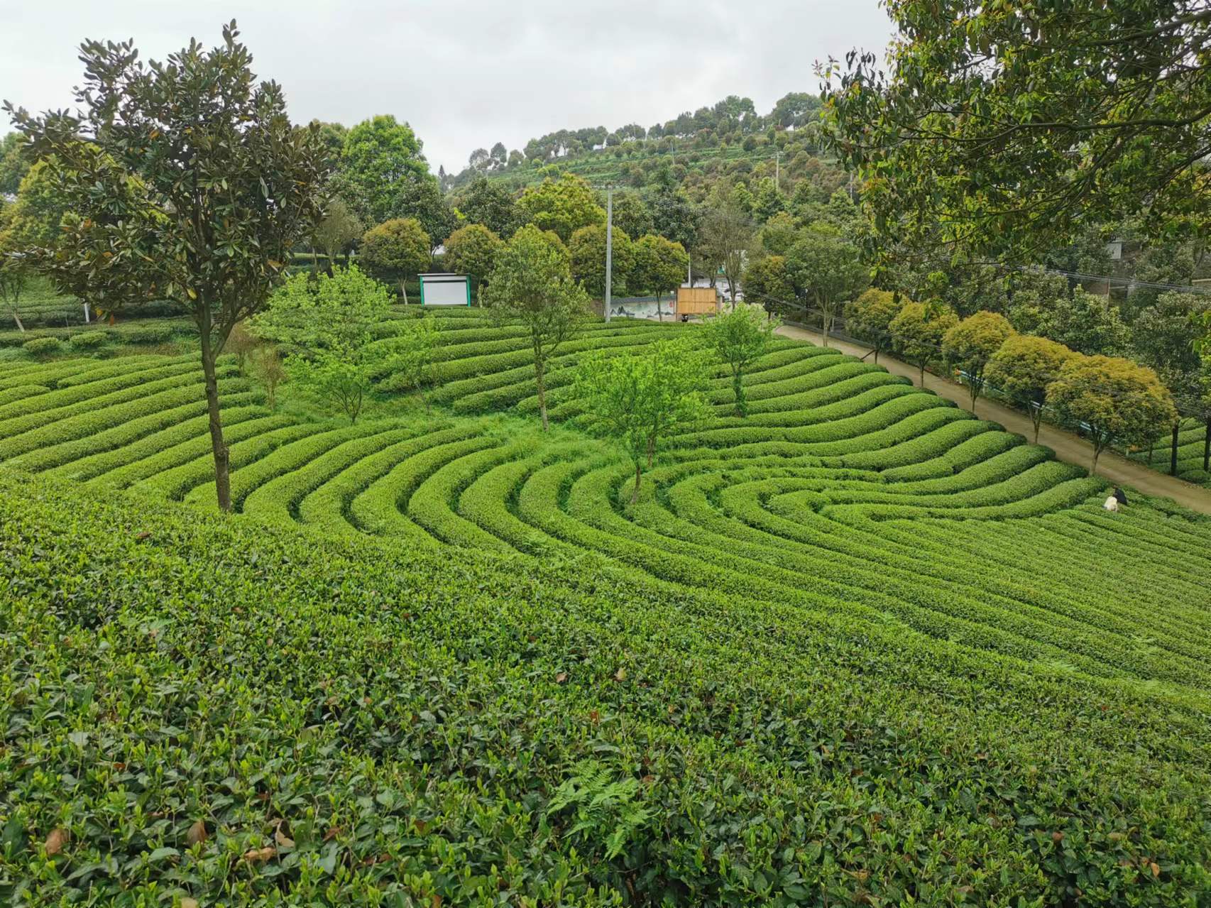 藍芝茶葉 張海松.jpg