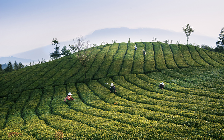 彭仲恭 《人勤春早》普安縣茶業(yè)發(fā)展中心供圖.jpg