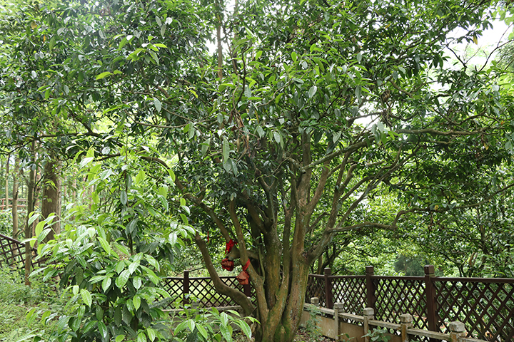 四球茶 普安縣茶業(yè)發(fā)展中心供圖.jpg