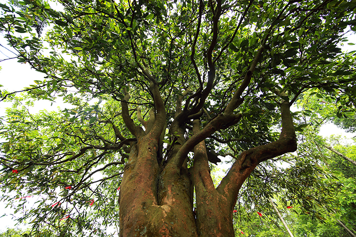 古茶樹2 普安縣委宣傳部供圖.jpg
