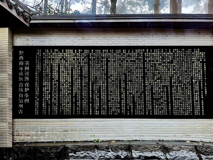 古茶樹保護條例  普安縣委宣傳部供圖.jpg