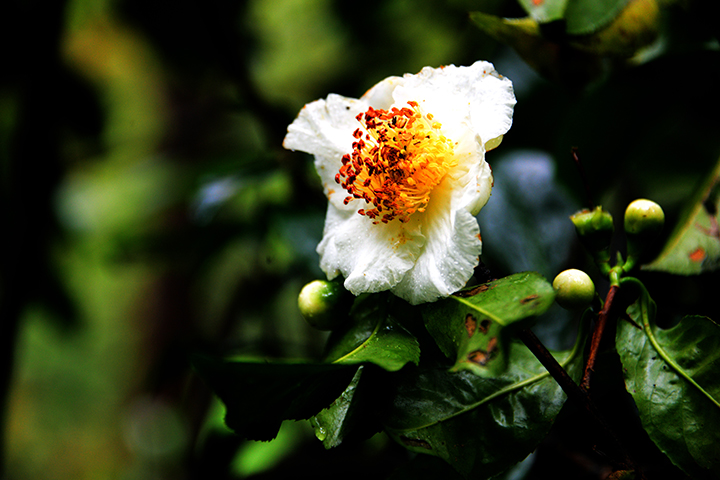 茶花 普安縣委宣傳部供圖.jpg