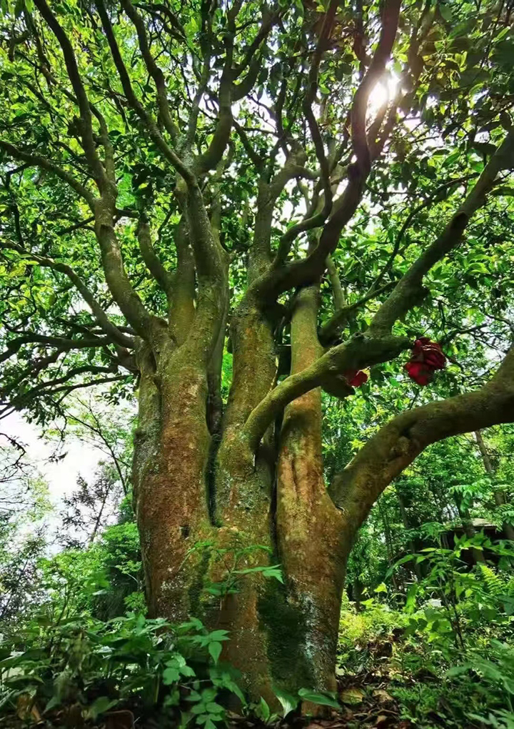 古茶樹 普安縣委宣傳部供圖.jpg