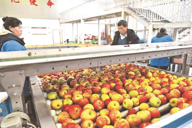 畢節(jié)市威寧自治縣因地制宜發(fā)展蘋果產(chǎn)業(yè)達(dá)15萬畝以上，綜合產(chǎn)值達(dá)12億元。圖為威寧產(chǎn)投生態(tài)果業(yè)有限責(zé)任公司自動化生產(chǎn)線。羅喜貴 攝.png