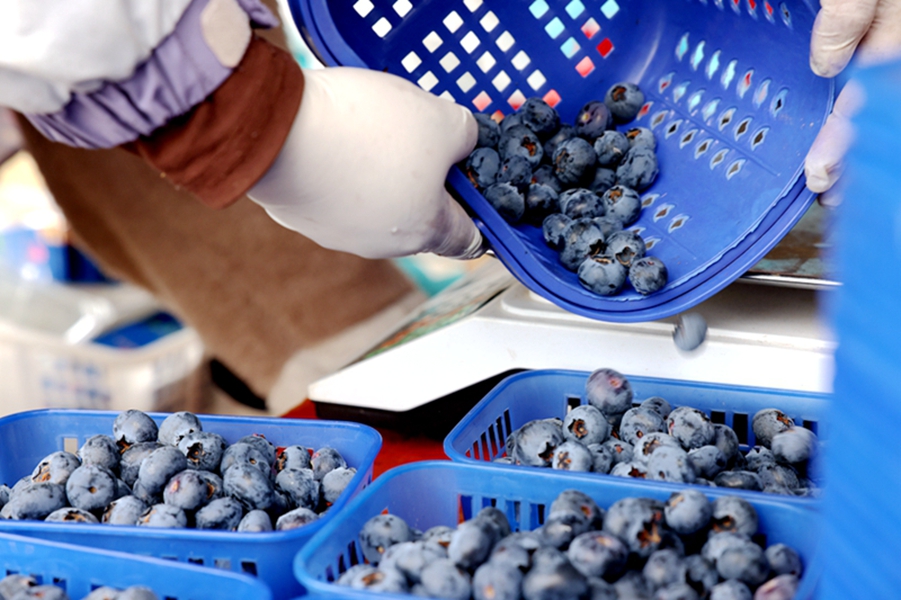 蓝莓打包发货.JPG