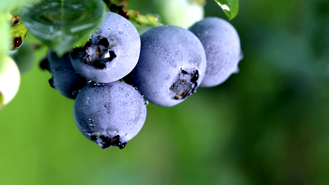麻江蓝莓。（麻江县融媒体中心供图）.png