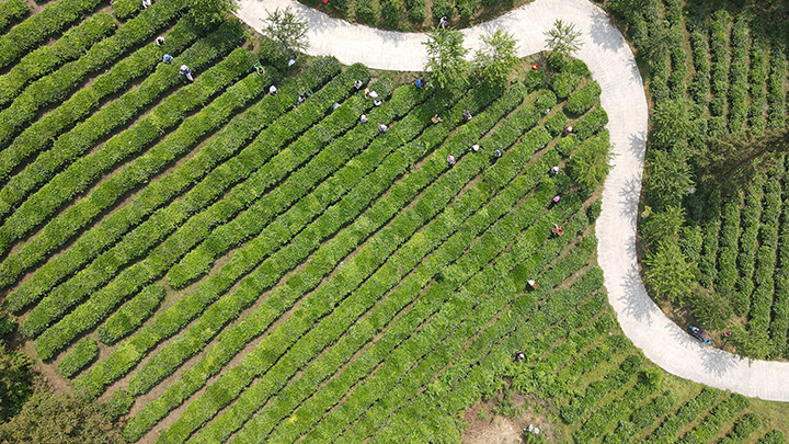 晴隆新莊村工人在采夏茶 (4).JPG