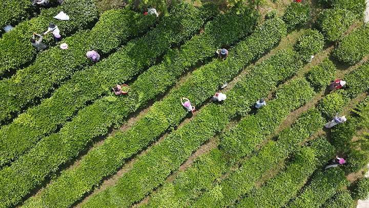 晴隆新莊村工人在采夏茶 (3).JPG