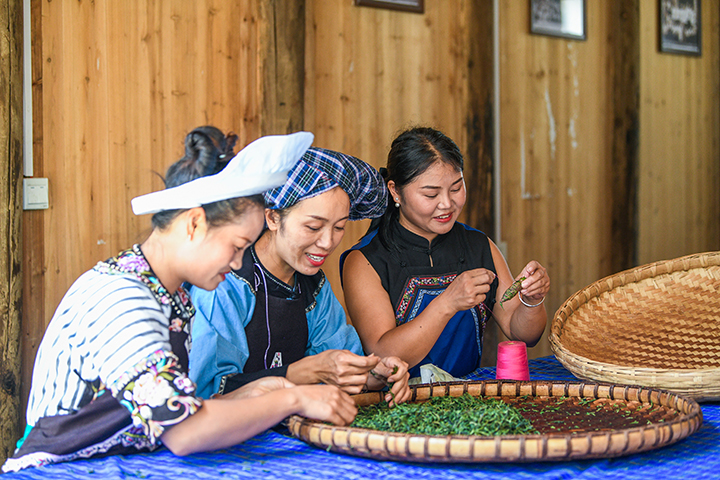 641616-8月2日，當?shù)厝罕娫谫F州省黔西南布依族苗族自治州貞豐古城對茶葉進行理型。劉朝富.jpg