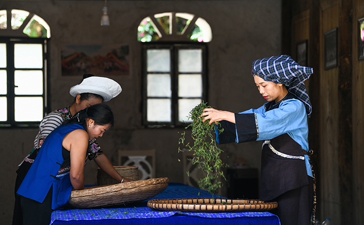 641617-8月2日，當?shù)厝罕娫谫F州省黔西南布依族苗族自治州貞豐古城對茶葉進行揉捻。劉朝富.jpg
