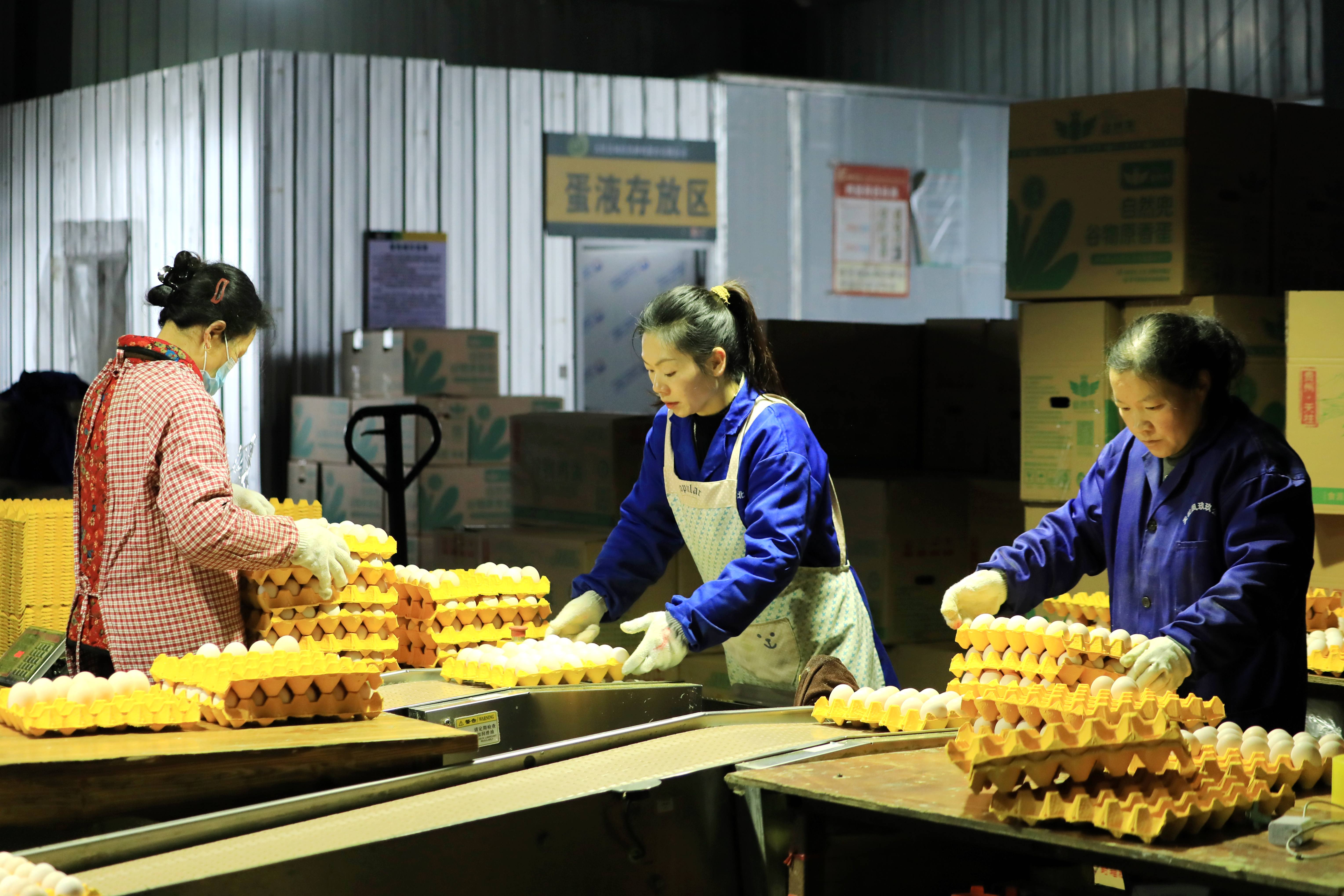 17756377143907.jpg 图为工人在蛋鸡产业园捡蛋2(潘存栋).jpg
