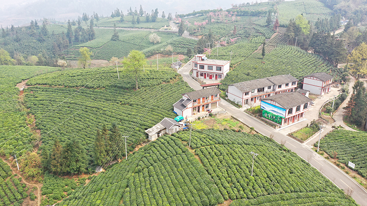 普安縣茶源街道聯(lián)盟村茶園景色。 劉朝富 攝.jpg