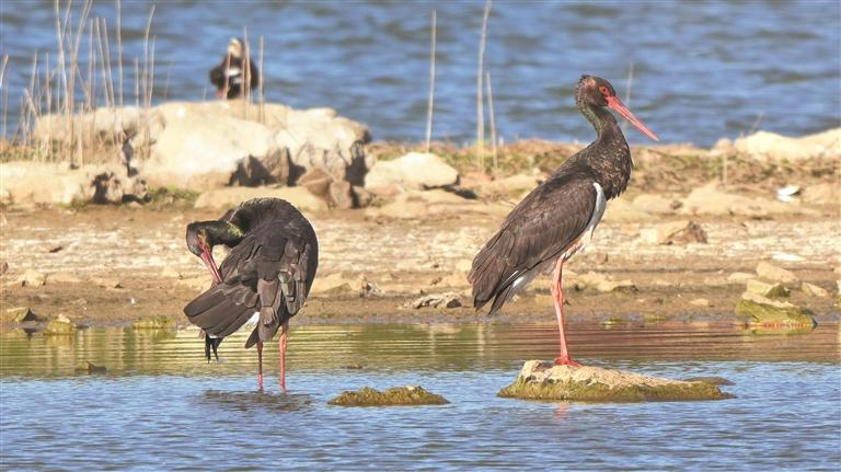 dD0xNzc1Nzc1ODc4X3I9NDhkNmNjOTVfdz03NjhfcT0xMDBfZT1wbmc=.webp 789.png