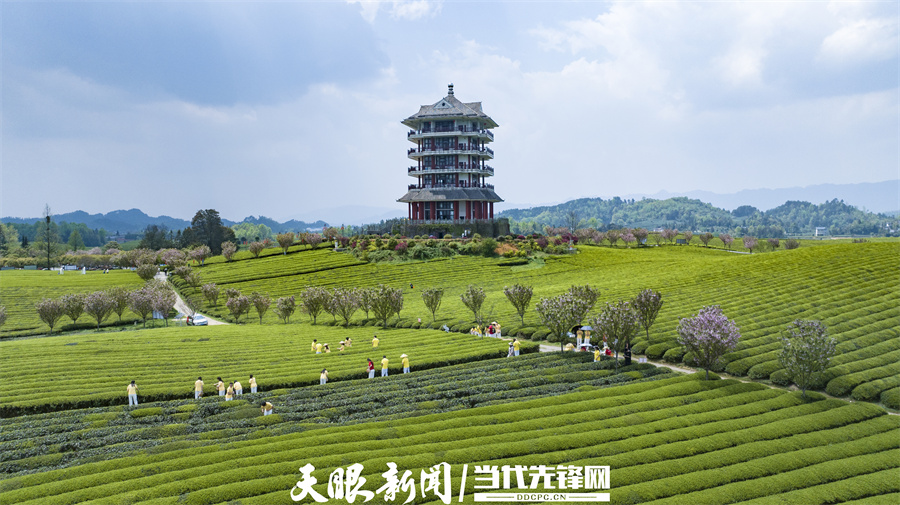 湄潭縣永興鎮(zhèn)萬畝茶海風(fēng)光。湄潭縣融媒體中心 供圖.jpg