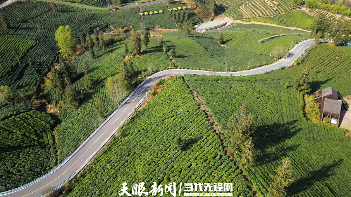 普安茶神谷是“貴州綠茶第一采”永久首采地。.jpg