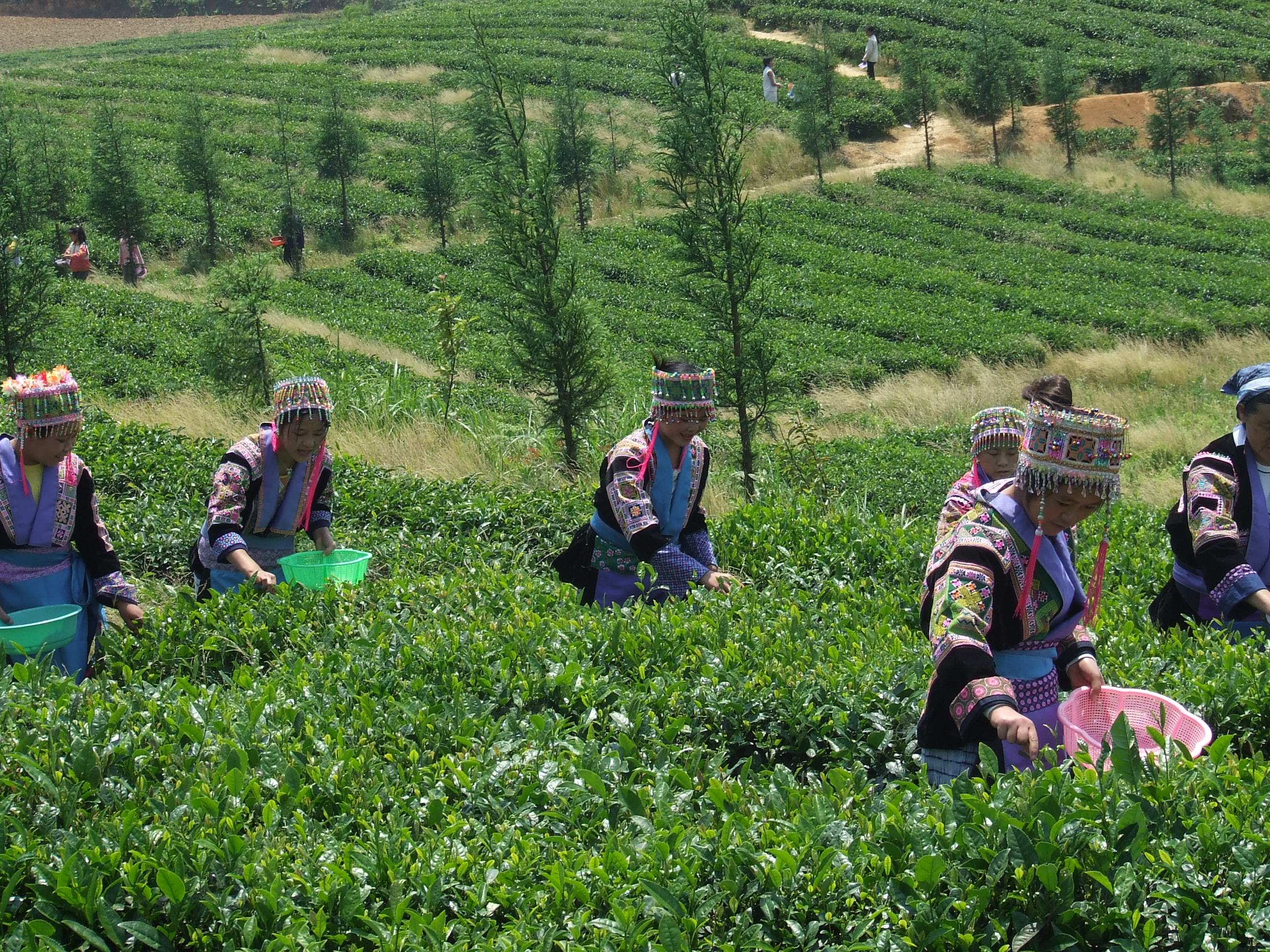 圖為：云山茶海.JPG