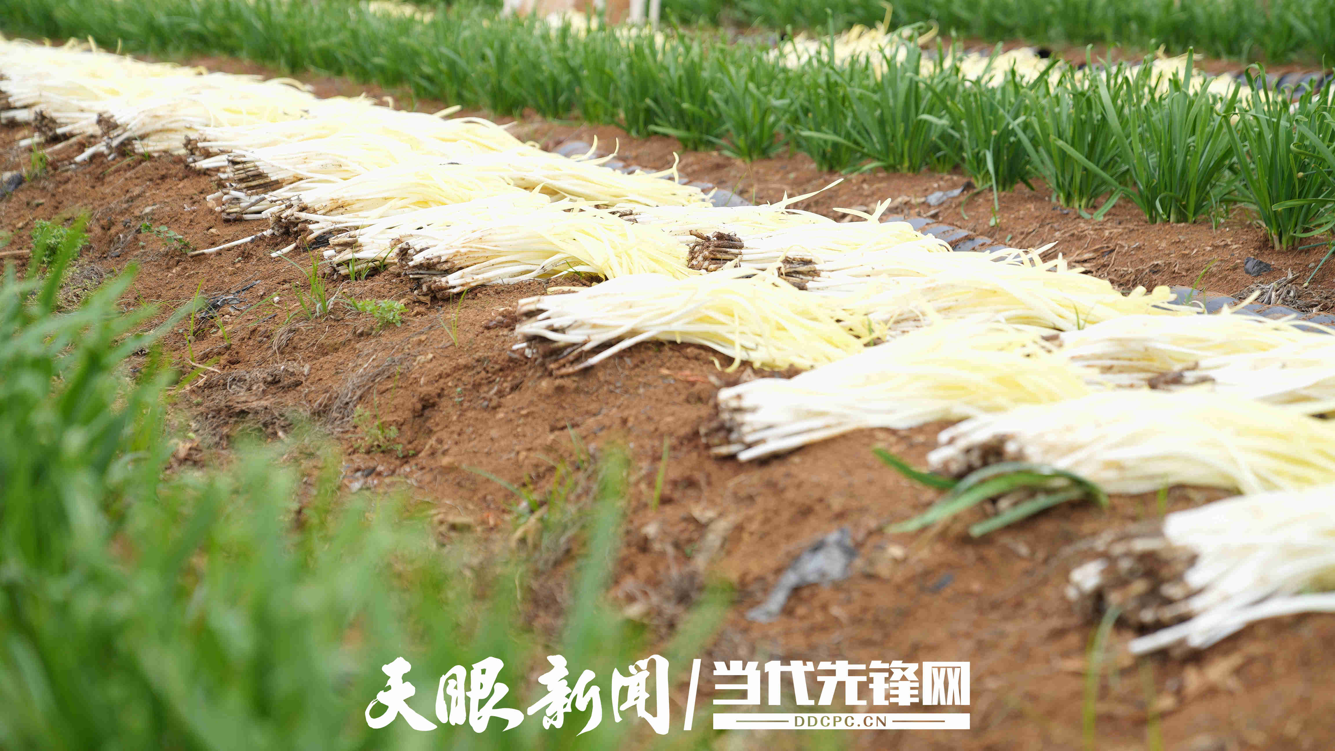 17786661478595.jpg 微信图片_20260513170509_1310_197.jpg