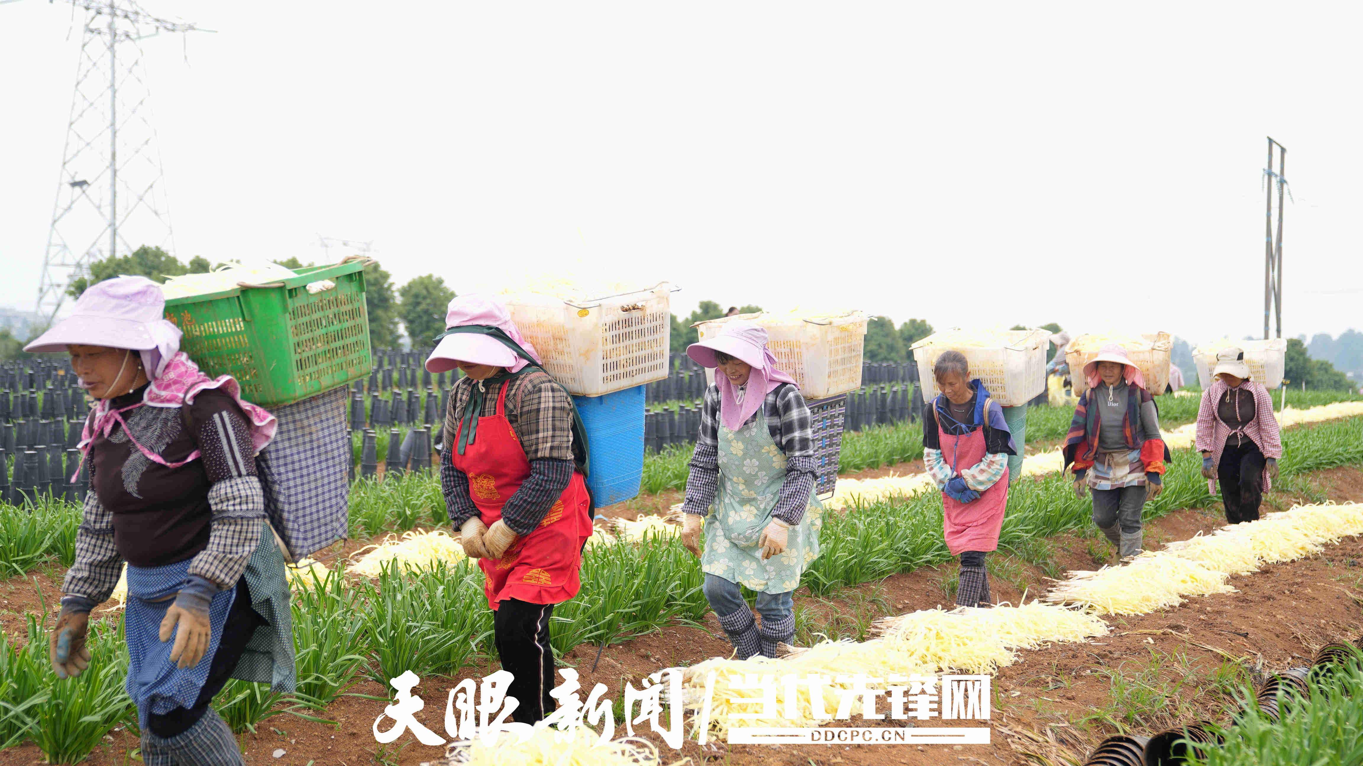 17786661706360.jpg 微信图片_20260513170506_1308_197.jpg