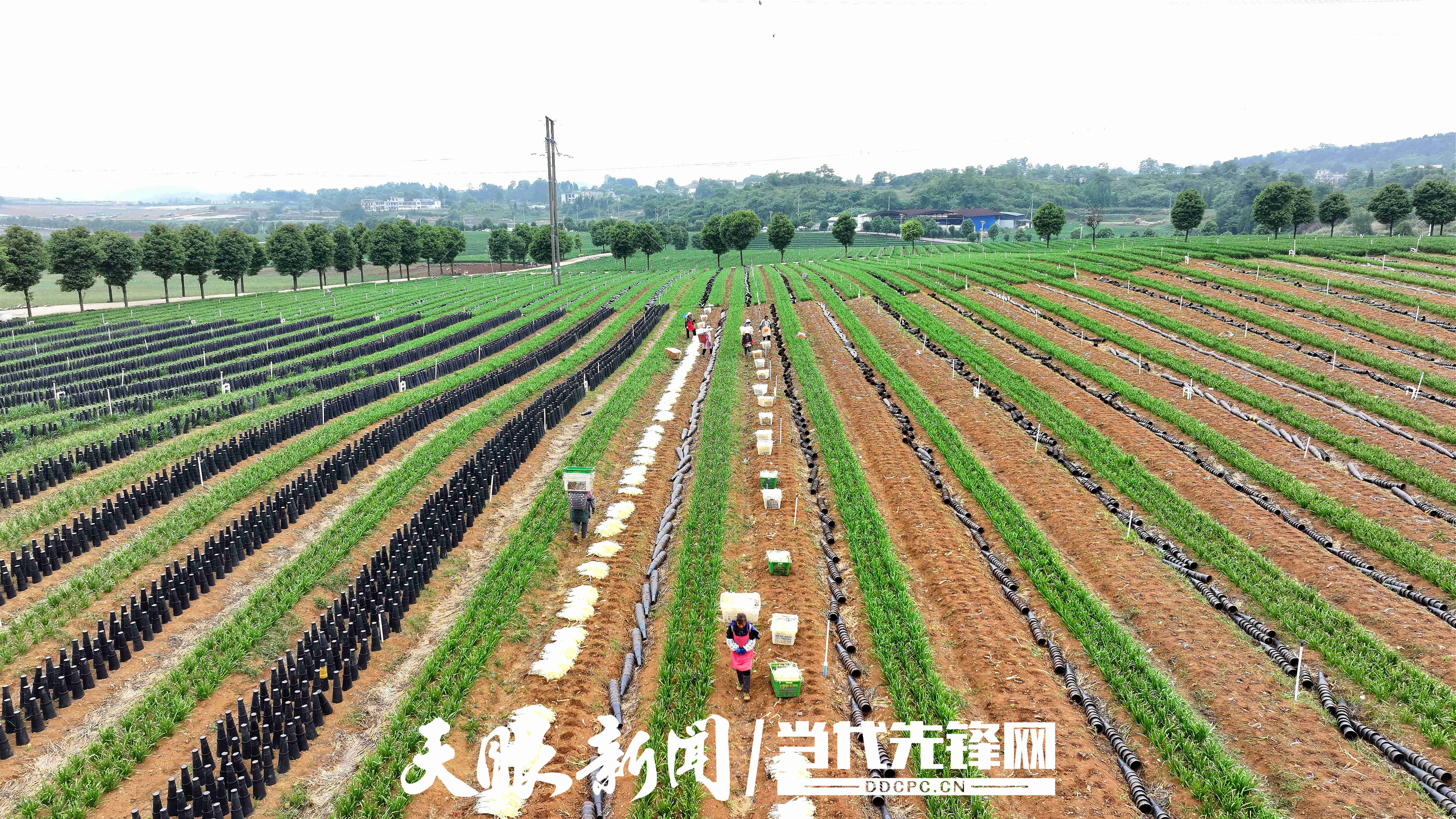 17786661859152.jpg 微信图片_20260513170525_1321_197.jpg