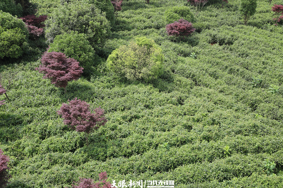 dD0xNzc4NjgxODk0X3I9OTM0NmI5ZDRfdz05MDBfcT0xMDBfZT1qcGc=.webp 4_副本.jpg