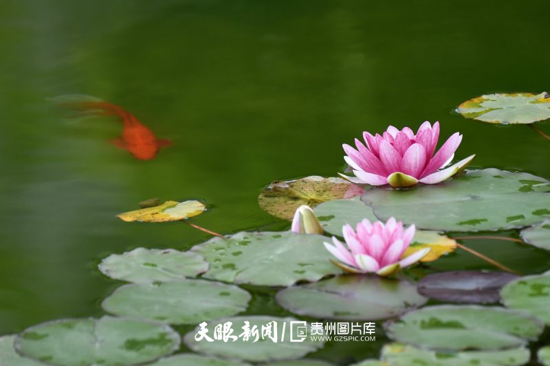993533-2026年5月12日，在貴州省仁懷市楠竹林公園內(nèi)，睡蓮悄然綻放，魚兒穿梭其間，勾勒出“魚戲蓮葉間”的詩意畫卷。.jpg