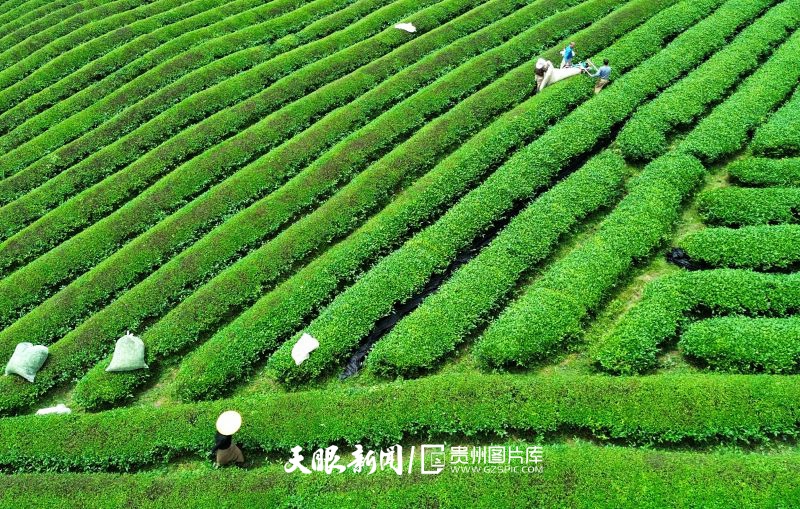 993231-2026年5月9日，岑鞏縣天馬鎮(zhèn)苗落村吳家庵生態(tài)茶園里，綠意綿延，生機盎然。村民們正操作采茶機收割茶葉，直供抹茶生產(chǎn)線。.jpg