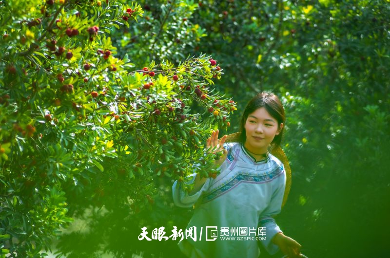 994215-2026年5月14日，貴州省黔西南布依族苗族自治州望謨縣新屯街道弄林村，盛夏如約而至，望謨縣弄林村高山楊梅林迎來一年一度采摘盛景，游客在楊梅林采摘楊梅，享受高山清涼。.jpg