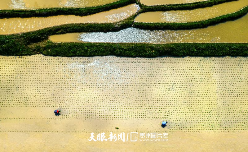 994969-2026年5月17日，農(nóng)民在貴州省黔西市錦星鎮(zhèn)洪湖村大田里插秧（無人機照片）。.jpg