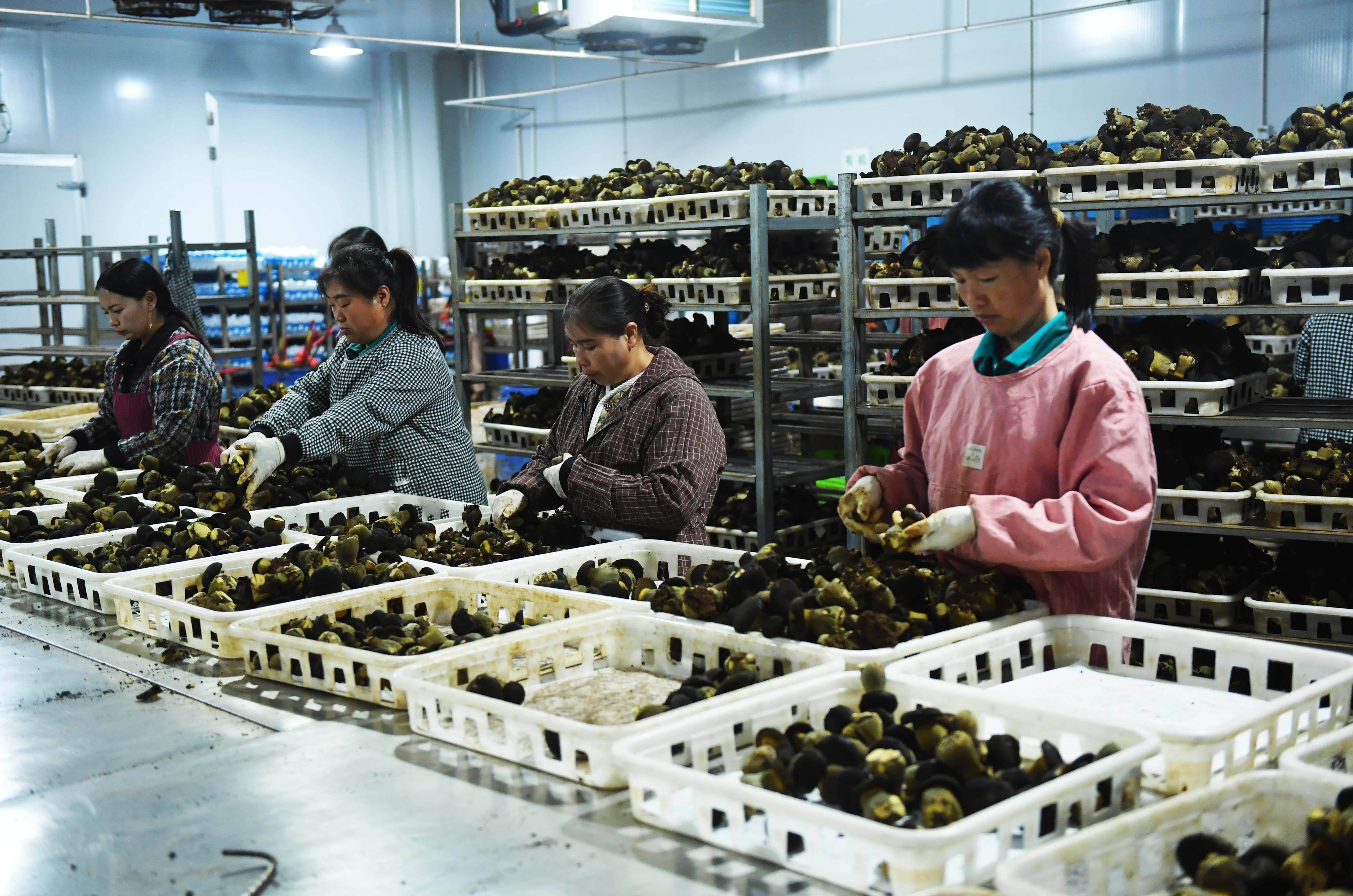 黔西南州贞丰县的贵州宏臻菌业投资发展有限公司作为国内首家实现黑牛肝菌工厂化栽培的企业，已建成年产3500吨的黑牛肝菌生产基地，通过工厂化、规模化种植模式，为菌菇产业发展注入新动能。今年上半年，企业已实现产值9000万元，其创新模式不仅带动了当地就业，更成为引领贵州菌菇产业向集约化、现代化转型的标杆。.JPG