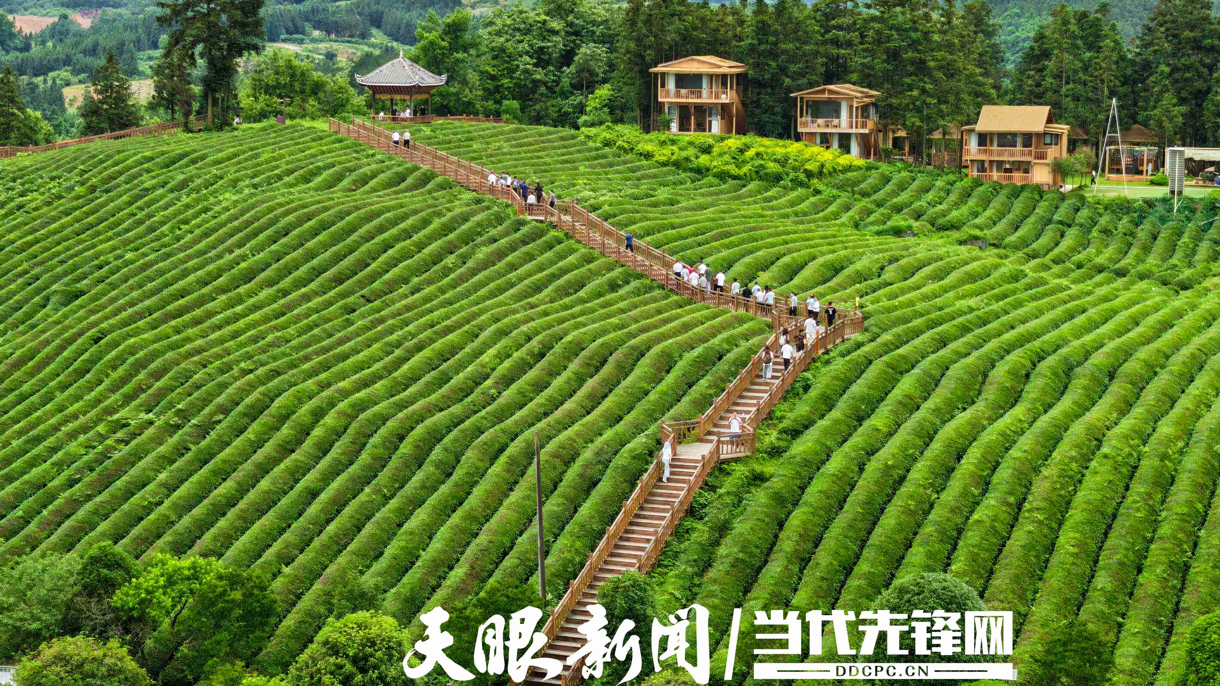 17794270767449.jpg 图为游人在黎平县高屯街道桂花台茶园观光.jpg