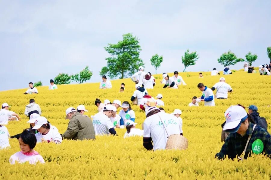 瓮安县2026“茶山迎客·春韵初见”茶文化体验活动（瓮安融媒供图）.jpeg