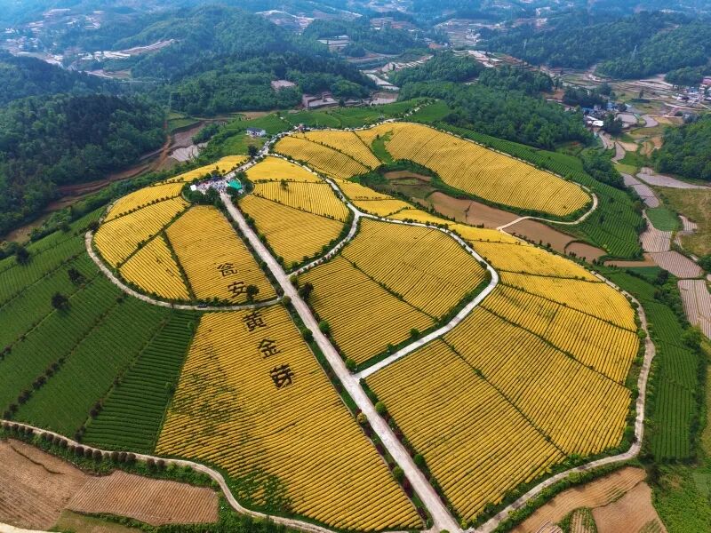 贵州瓮安鑫产园茶业有限公司茶叶基地（瓮安融媒供图）.jpeg