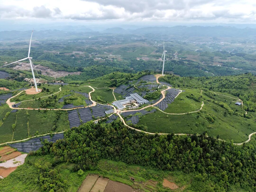 瓮安县珠藏镇羊关村碾茶种植基地（瓮安融媒供图）.jpg