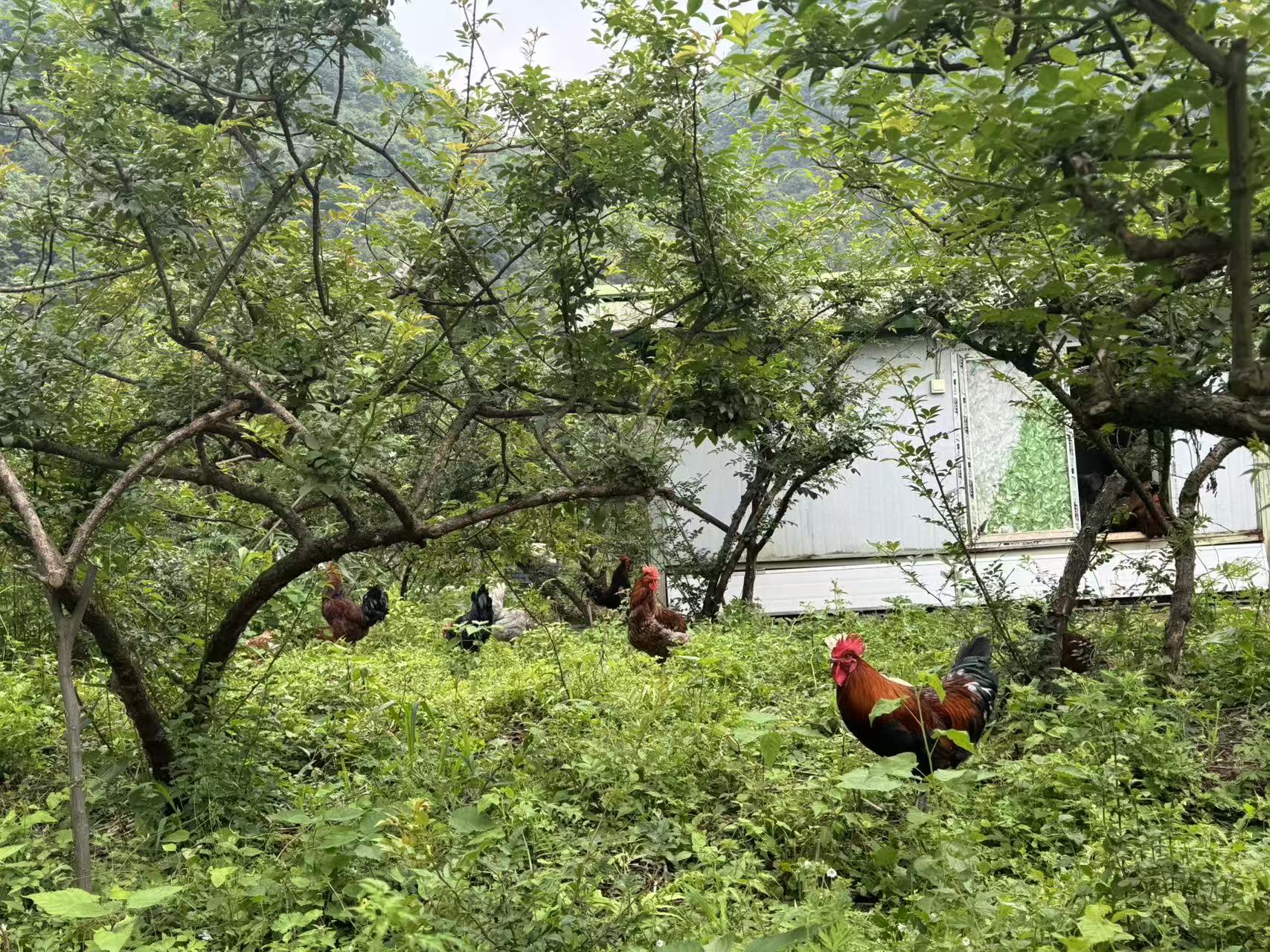 微信图片_20260529150442_26_2408.jpg