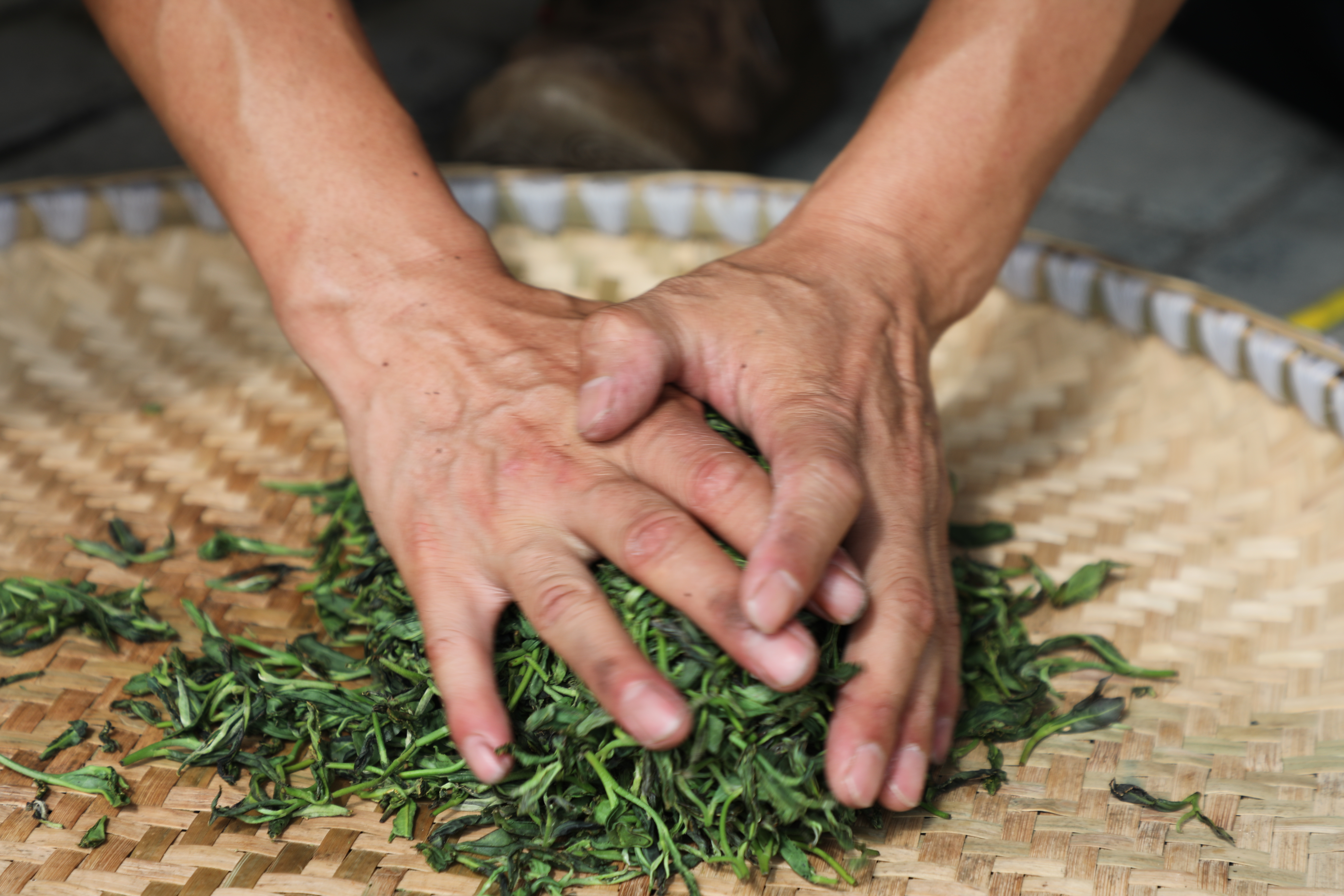 6月27日，在2026年贵州技能大赛——“石阡苔茶杯”第九届古树茶加工技能大赛赛场上，选手们正在炒制古树绿茶。杨文美摄  (6).JPG