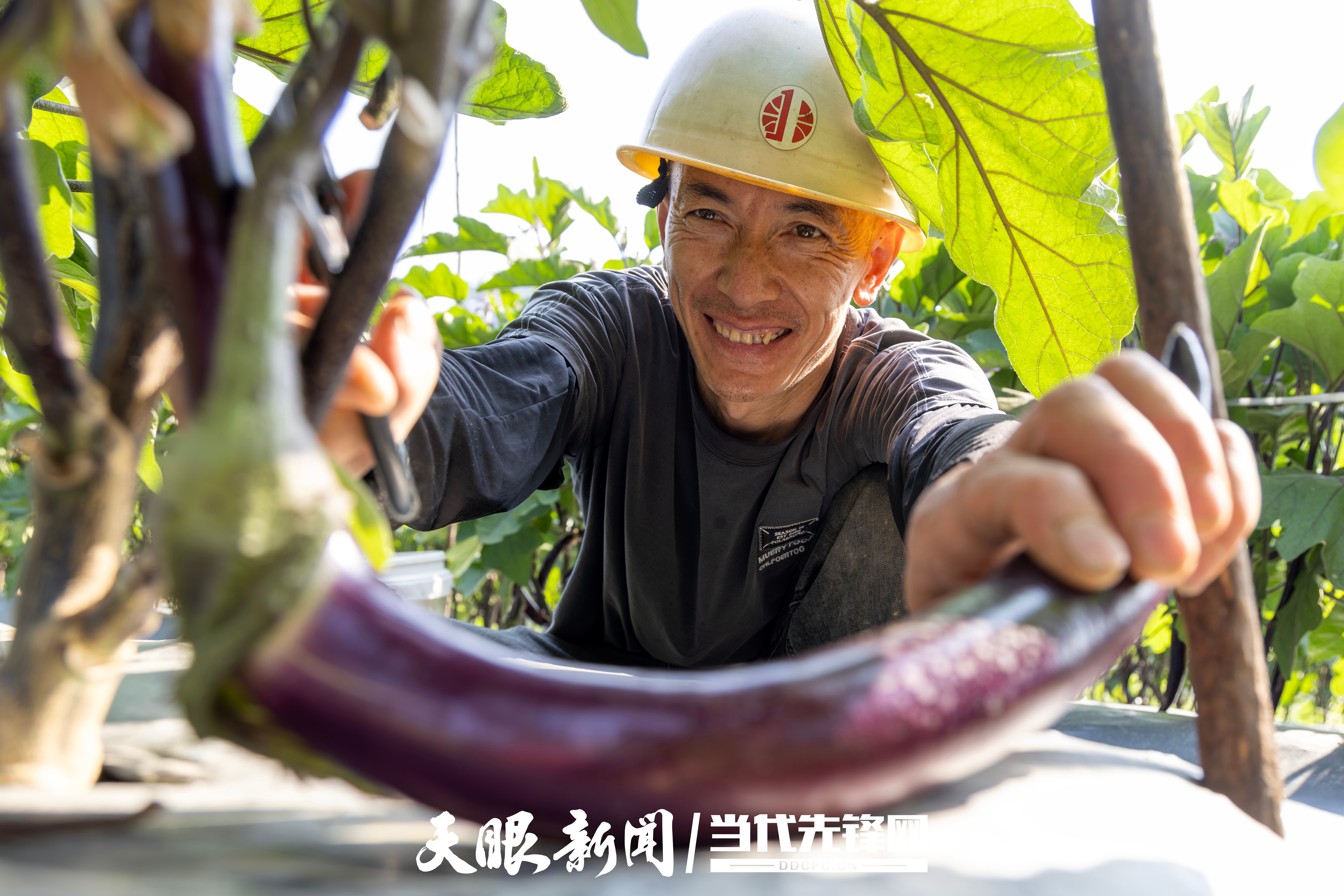 dD0xNzgyNjQxNTAyX3I9MjY2NDAyM2Rfdz0xMDgwX3E9MTAwX2U9anBn.webp 983080-4月13日,菜农在贵州省黔南布依族苗族自治州罗甸县龙坪镇六一村蔬菜种植基地采收茄子。.jpg