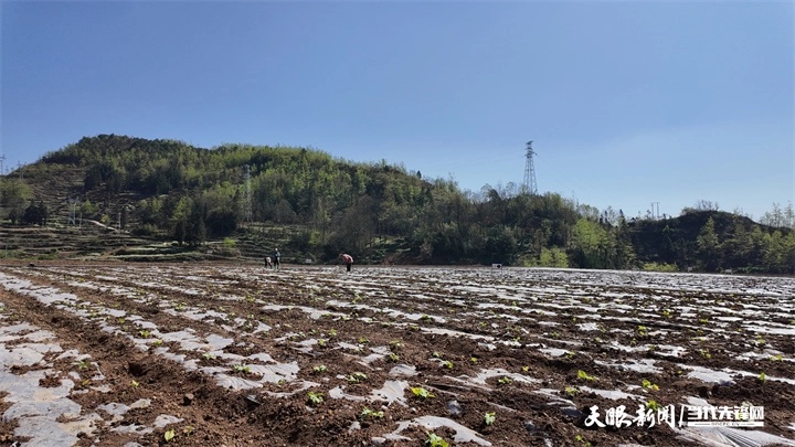 六盘水市盘州市邦达红果煤矿填出的新坝子上农作物长势良好。.jpg