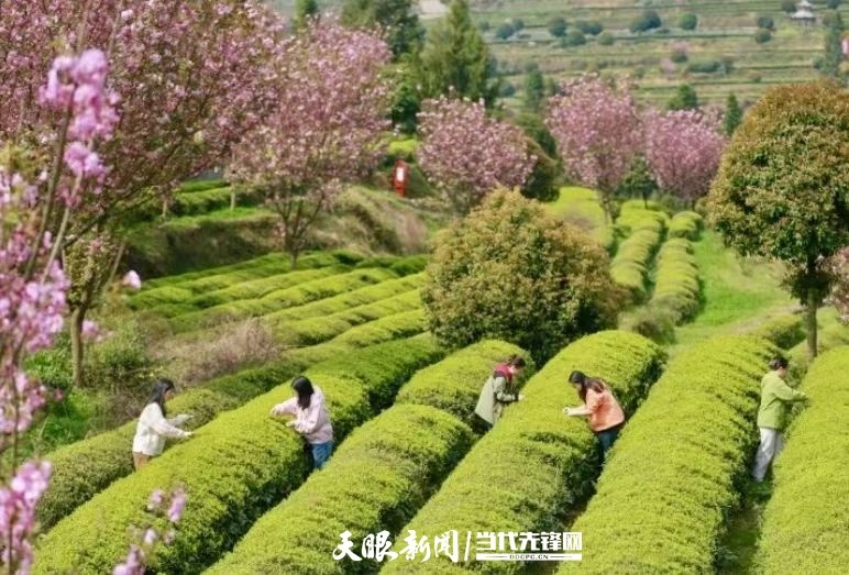 “生态+文旅”，游客在茶园体验采茶.jpg