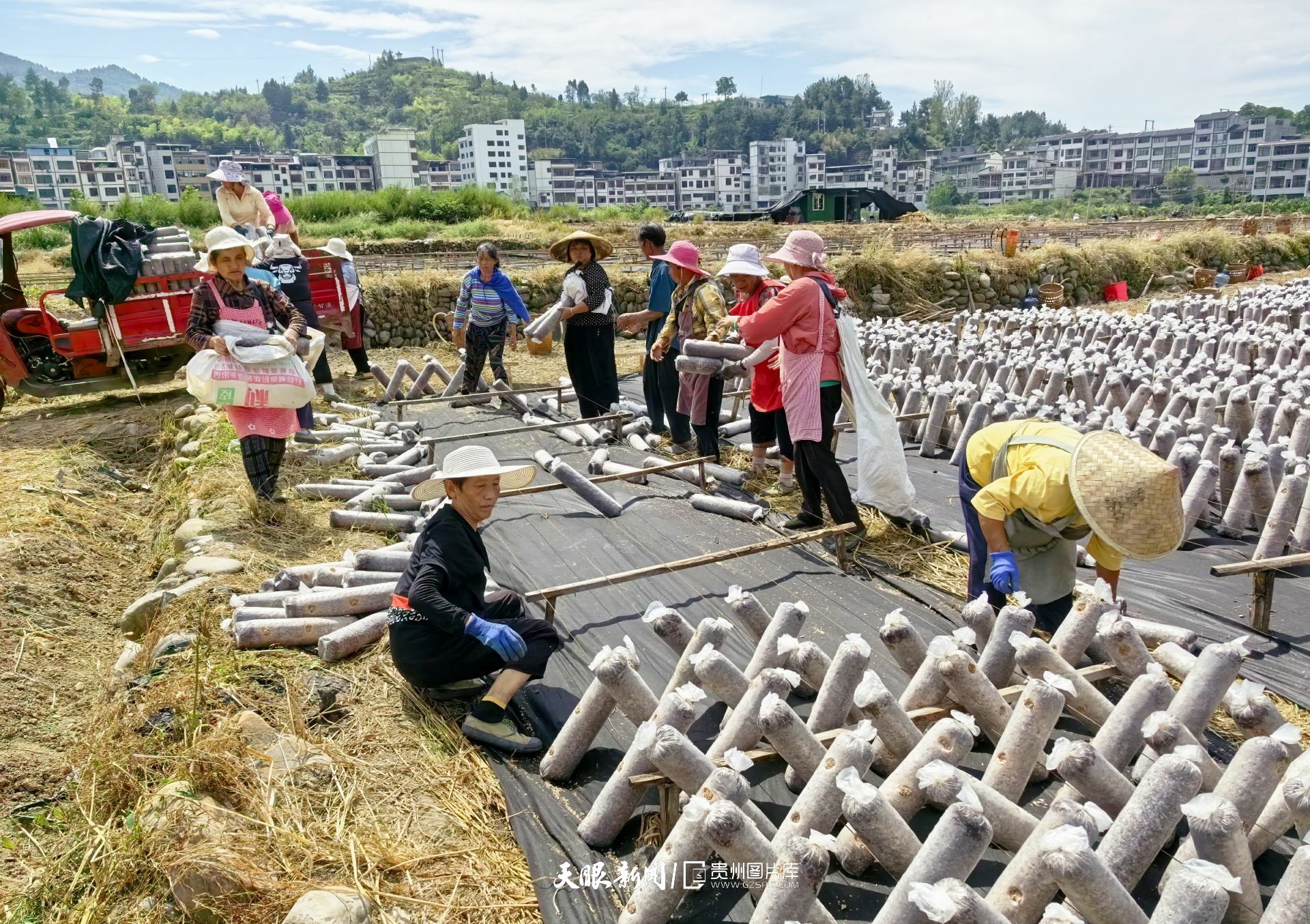图库推荐丨白露时节抢农时 印江合水镇'稻耳轮作'开启粮菌双收新季