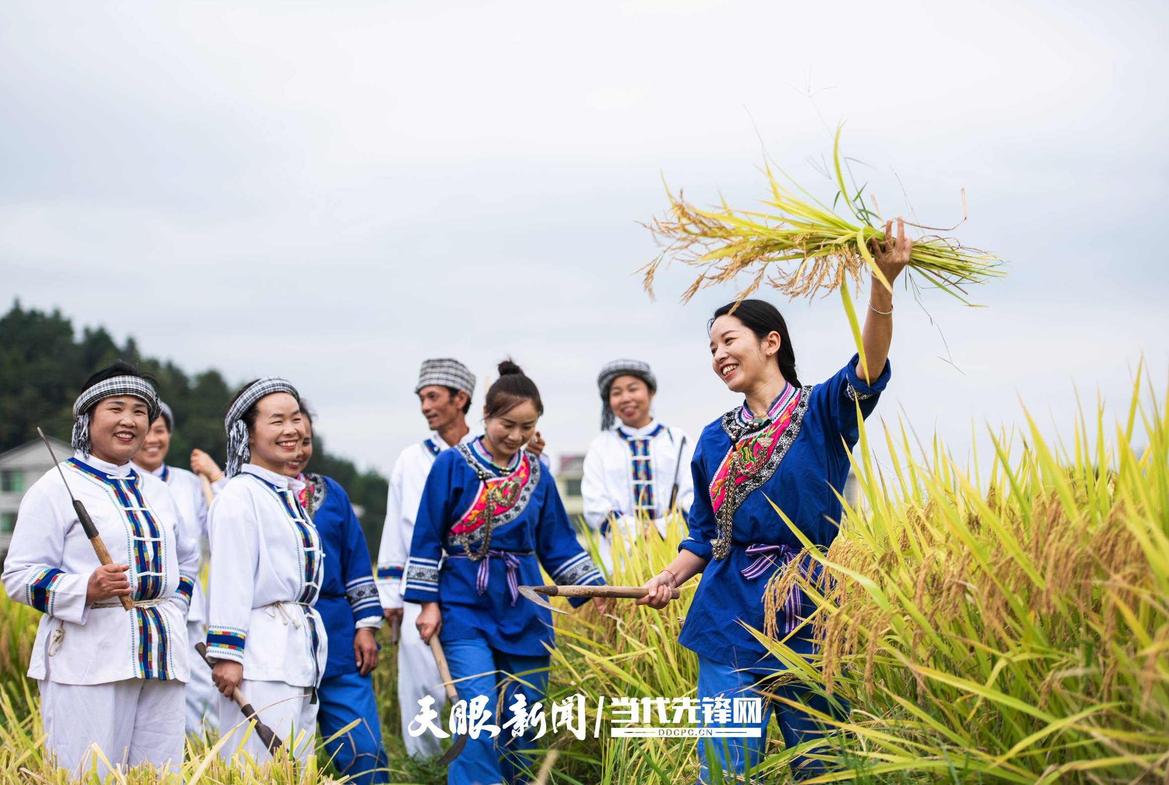 17893548093622.jpg 贵州天柱:侗族农民在田野里劳动。.jpg