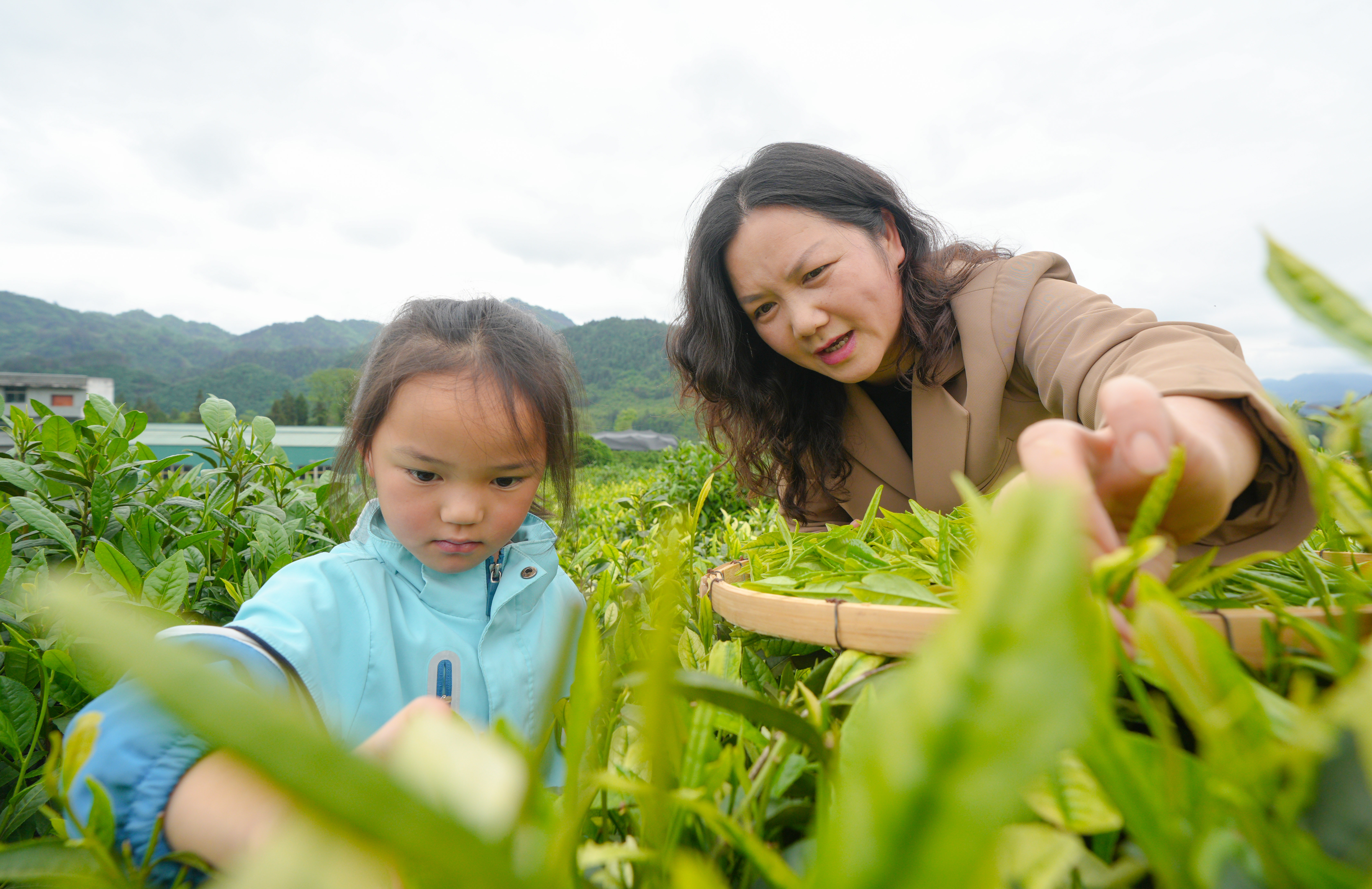 2026年4月23日，在贵州省铜仁市江口县坝盘镇挂扣村九龙山茶园，幼儿园教师正在教授小朋友如何采茶。申逸恺 摄.JPG