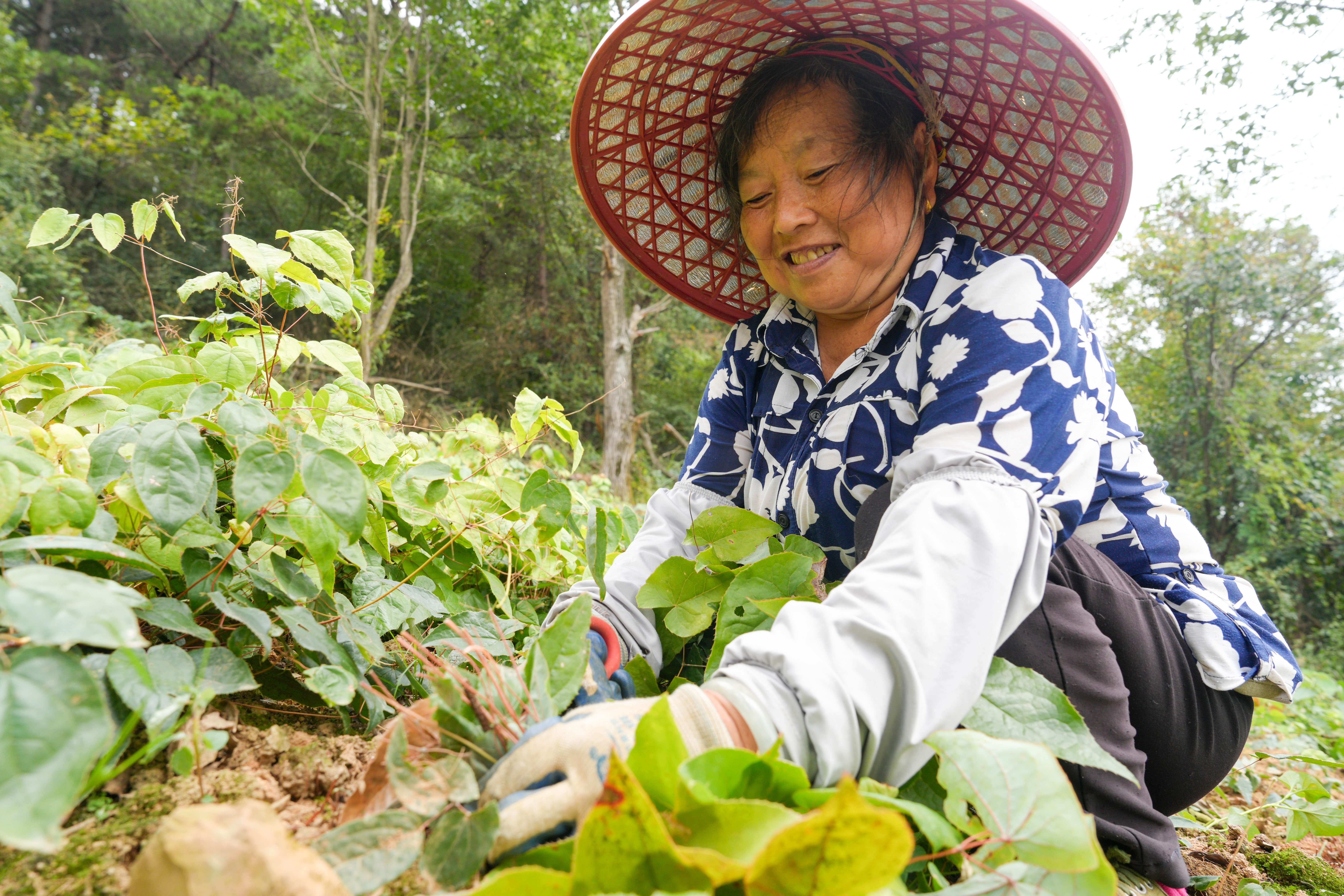 2026年9月9日，在贵州省铜仁市江口县民和镇太平寨村，村民在药田采收淫羊藿。申逸恺 摄1.JPG